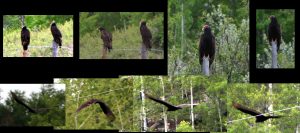 turkey vulture collection