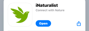 Image of iNaturalist app available on smart phones